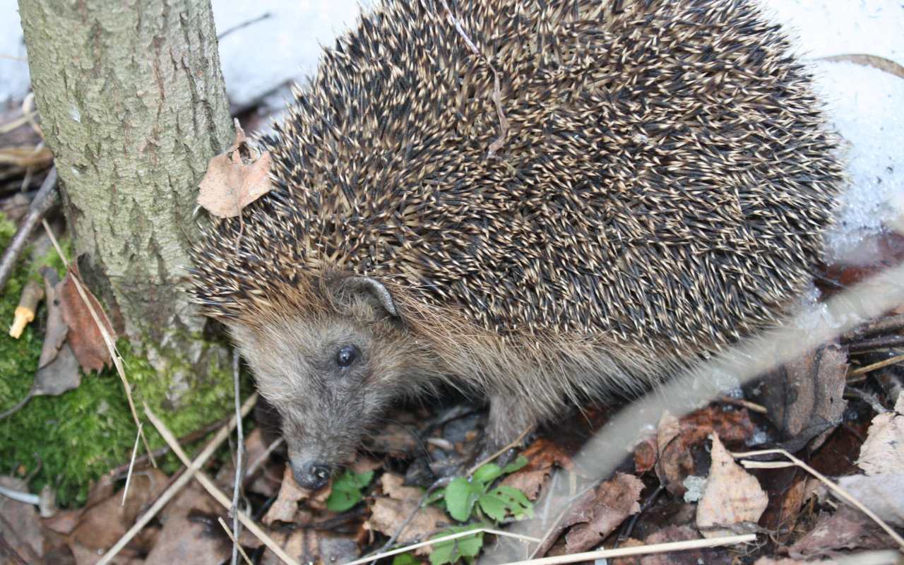 Eži: Kā Pasargāt Tos No Aukstuma Šajā Ziemā