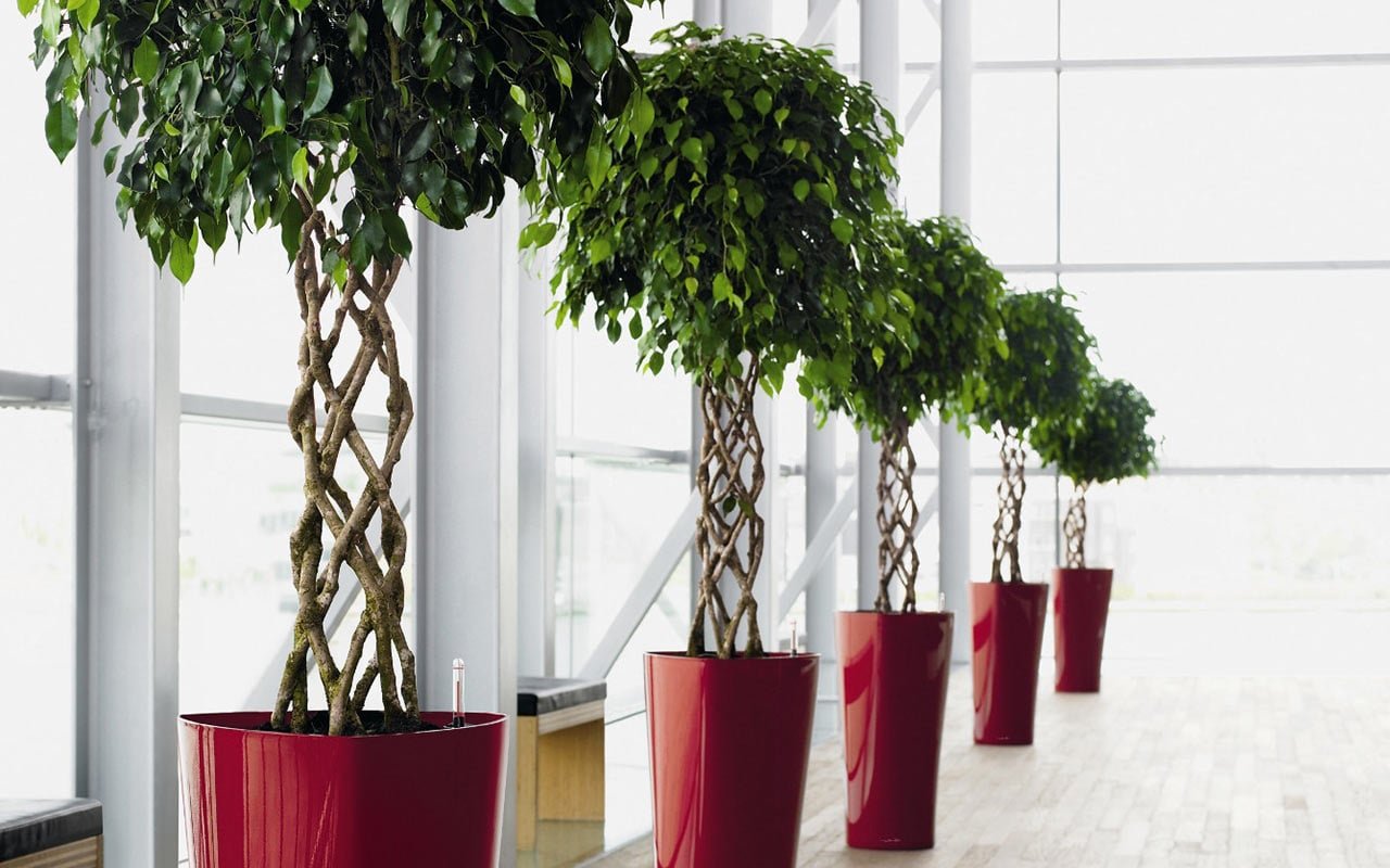 Augu Augšanas Stimulēšanas Metode Ar Alumīnija Folijas Palīdzību