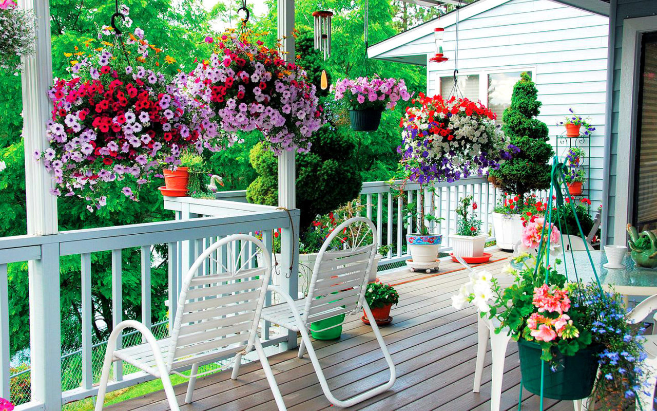 Pieredzējuši Dārznieki To Dara Regulāri Rudenī, Lai Pelargonijas Paliktu Enerģiskas Gadu No Gada.