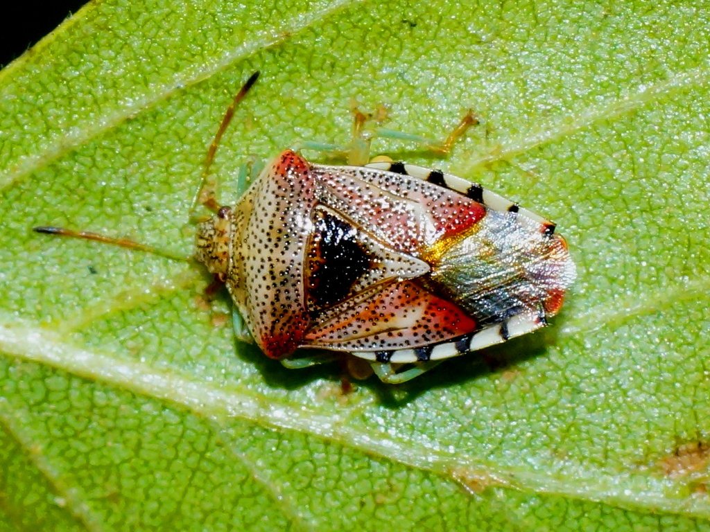 Dārza Blaktis: Vienkāršs, Bet Efektīvs Veids, Kā No Tām Atbrīvoties Uz Visiem Laikiem (Bez Insekticīdiem)