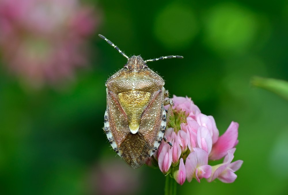 Dārza Blaktis: Vienkāršs, Bet Efektīvs Veids, Kā No Tām Atbrīvoties Uz Visiem Laikiem (Bez Insekticīdiem)