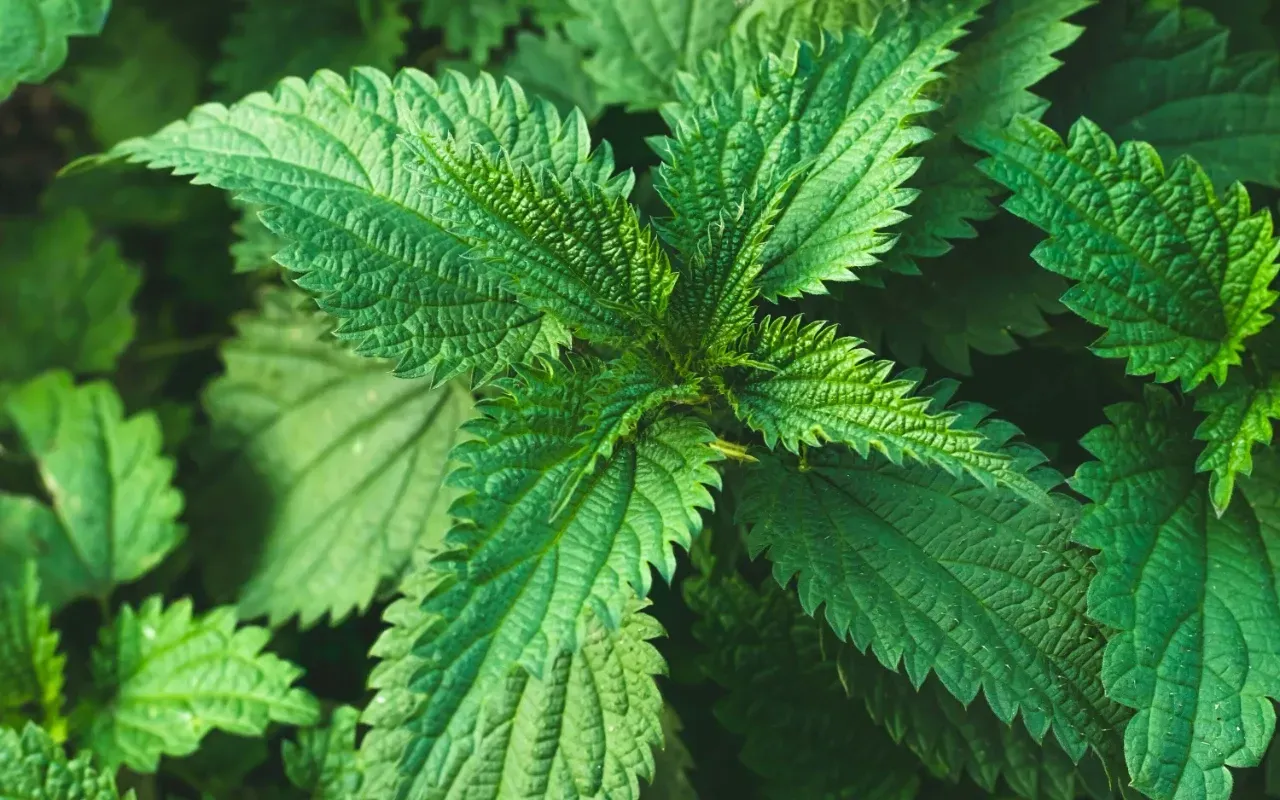 Šī Zāle, Kas Viegli Aug Katrā Dārzā, Pārvērtīs Jūsu Matus Par Jūsu Sapņu Frizūru!