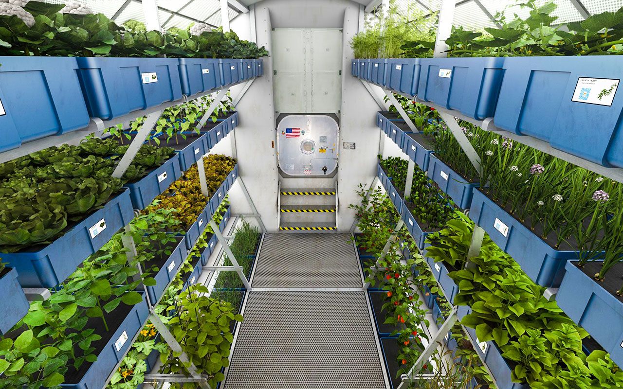 Nasa Audzē Salātus Kosmosā Un, Veicot Analīzi, Atklāj, Ka Mums Būs Grūti Kolonizēt Marsu.