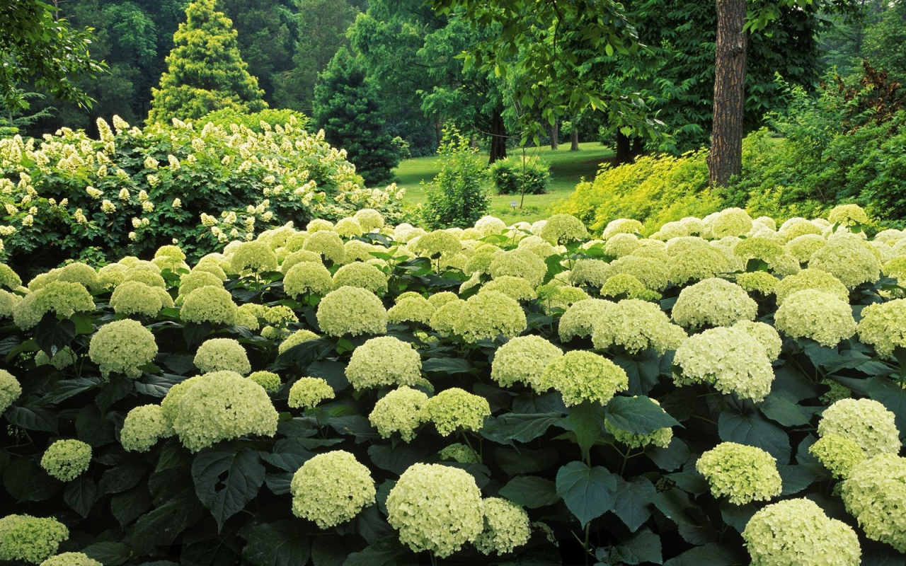 Kā Panākt, Lai Augi Ziedētu Biežāk: Triks, Ko Izmanto Reti