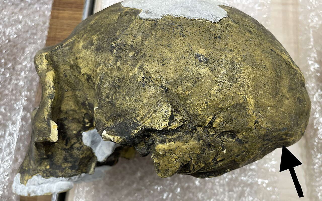Galvaskauss, Kas Maina Visu: Miljonu Gadu Vecs Fosilija Liecina, Ka Homo Sapiens Nav Cēlies No Āfrikas.