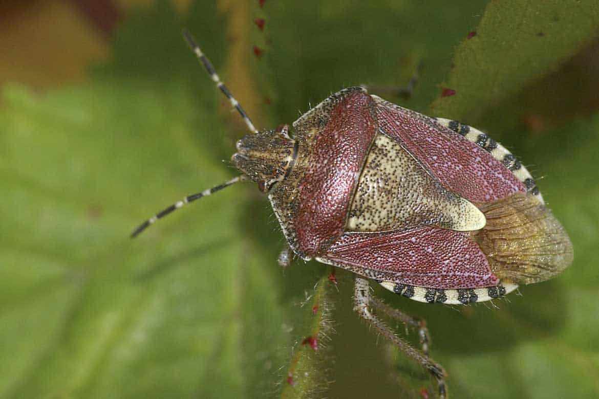 Dārza Blaktis: Vienkāršs, Bet Efektīvs Veids, Kā No Tām Atbrīvoties Uz Visiem Laikiem (Bez Insekticīdiem)