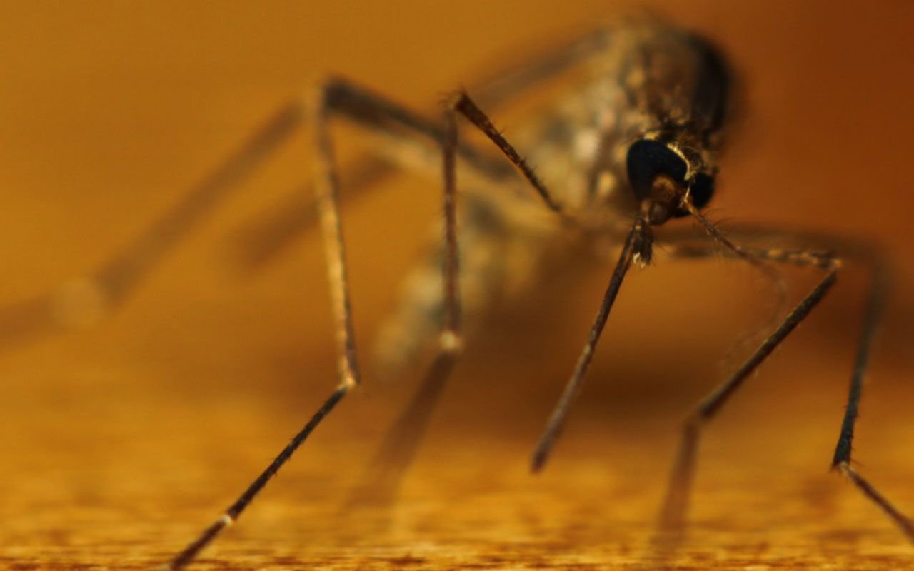 „Cik Ilgi Tas Turpināsies?” Tigrisu Odi Joprojām Ir Ļoti Aktīvi Oktobrī Un Var Saglabāties Līdz Novembra Beigām.