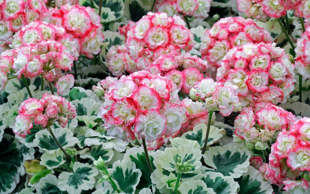 Pieredzējuši Dārznieki To Dara Regulāri Rudenī, Lai Pelargonijas Paliktu Enerģiskas Gadu No Gada.