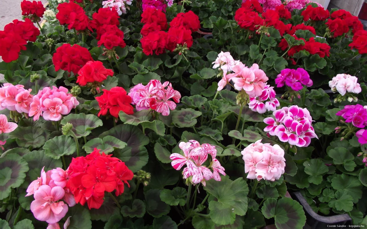 Pieredzējuši Dārznieki To Dara Regulāri Rudenī, Lai Pelargonijas Paliktu Enerģiskas Gadu No Gada.