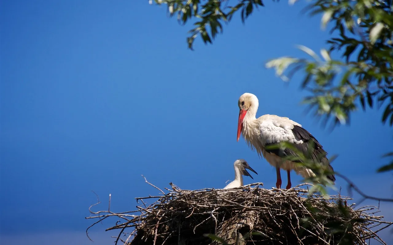 Kā Sauc Stārķa Mazuļus?