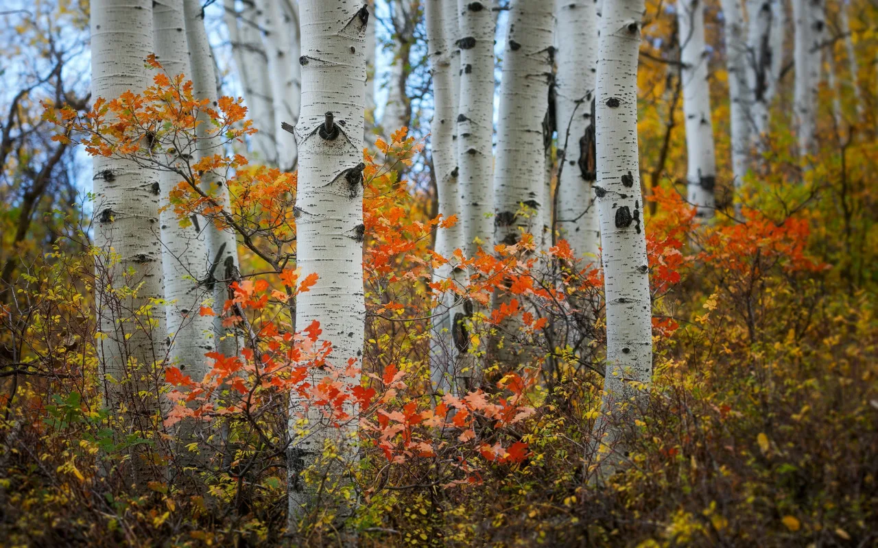 Koki, Kurus Noteikti Nevajadzētu Apgriezt Šajā Rudenī