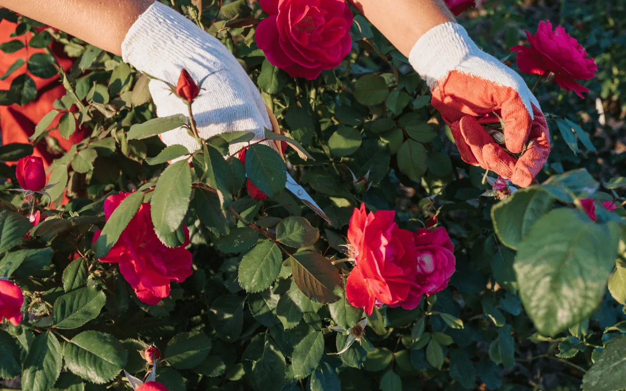 Oktobrī Rožu Krūmu Pavairošanai Pietiek Ar Vienkāršu Stumbru: Senā Metode, Kas Darbojas Joprojām.