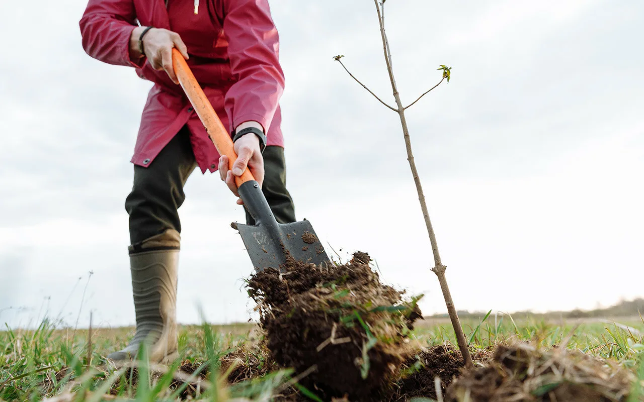 Ko Pieredzējuši Dārznieki Vienmēr Pievieno Augsnei Pirms Pirmajām Salnām