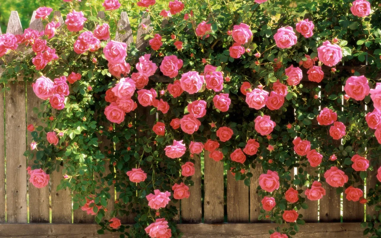 Oktobrī Rožu Krūmu Pavairošanai Pietiek Ar Vienkāršu Stumbru: Senā Metode, Kas Darbojas Joprojām.