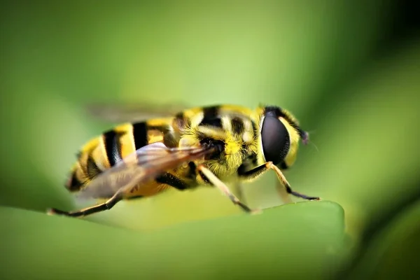 Vaboļu