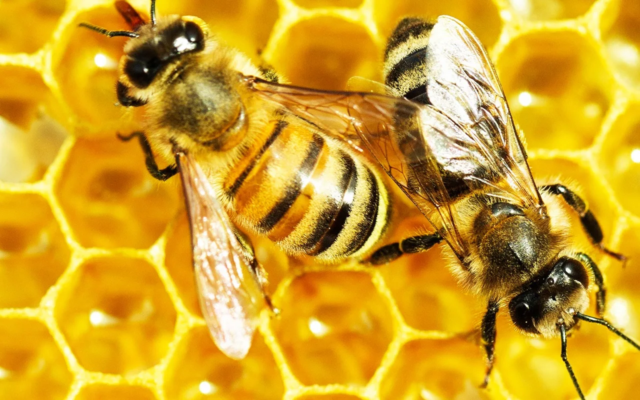 Jā, Bišu Stropā Ir Karaliene... Bet Bites Dzīvo Demokrātiskā Sabiedrībā, Un To Balsošanas Sistēma Fascinē Pētniekus.