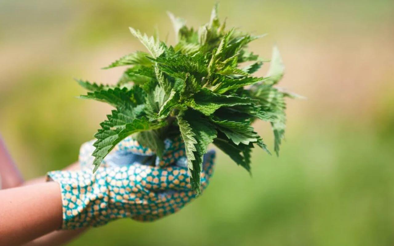 Šī Zāle, Kas Viegli Aug Katrā Dārzā, Pārvērtīs Jūsu Matus Par Jūsu Sapņu Frizūru!