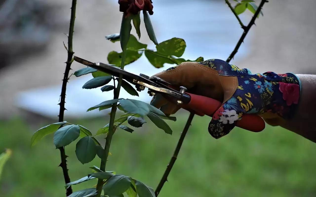 Oktobrī Rožu Krūmu Pavairošanai Pietiek Ar Vienkāršu Stumbru: Senā Metode, Kas Darbojas Joprojām.
