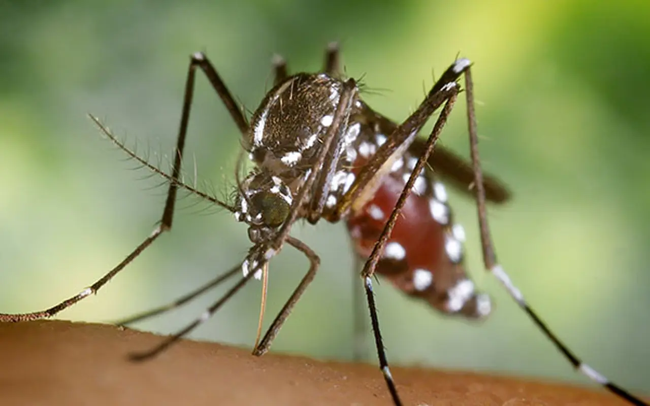 „Cik Ilgi Tas Turpināsies?” Tigrisu Odi Joprojām Ir Ļoti Aktīvi Oktobrī Un Var Saglabāties Līdz Novembra Beigām.