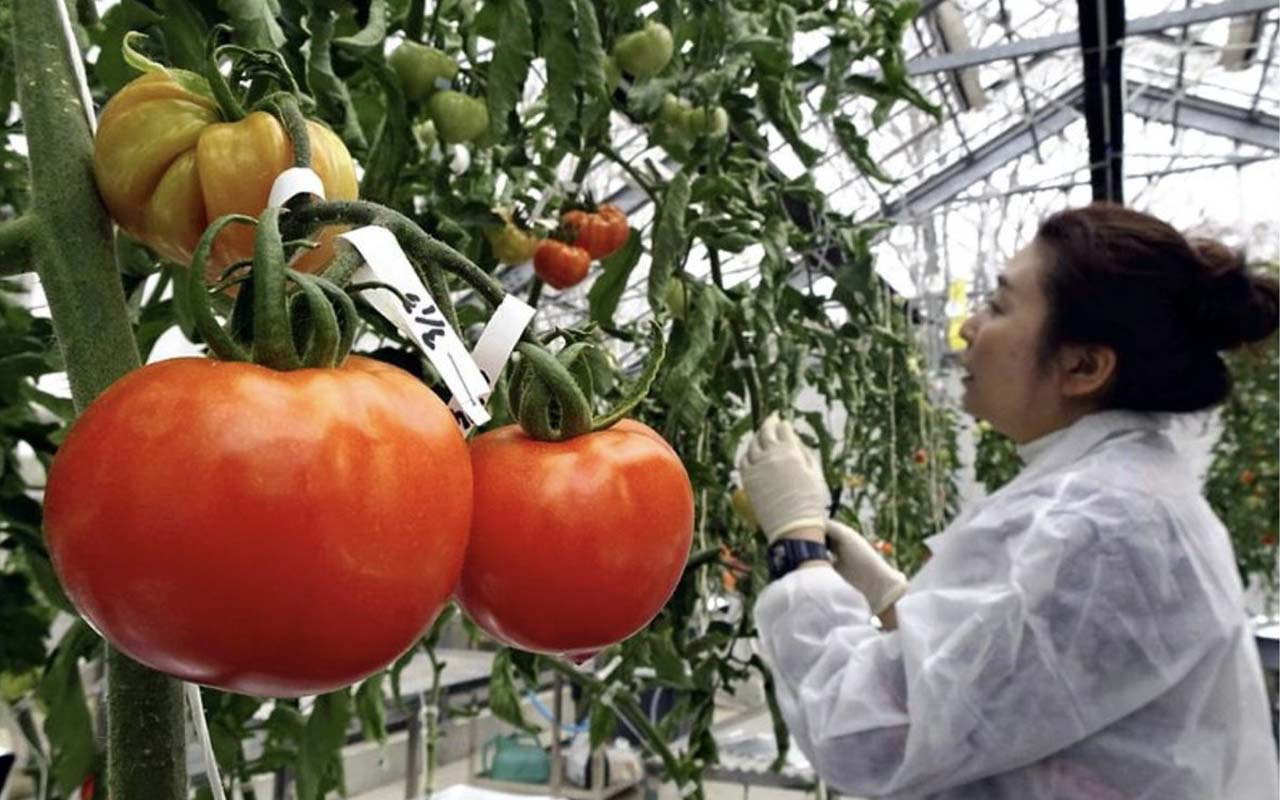 Lauksaimniecības Bumba: Pētnieki No Valensijas Ir Izstrādājuši Aerosolu, Kas Padara Tomātus Izturīgākus Pret Sausumu.