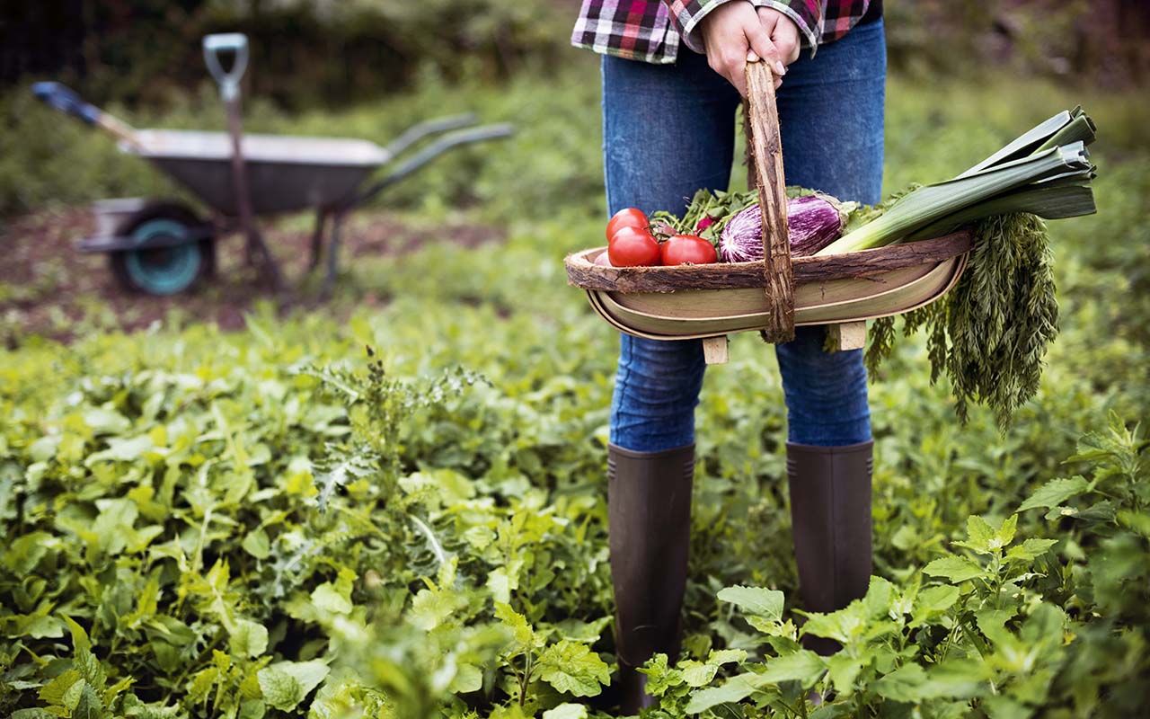 Oktobrī Pietiek Ar Sauju Sēklu, Lai Atjaunotu Nogurušo Dārzu.
