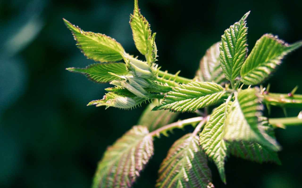 Šī Zāle, Kas Viegli Aug Katrā Dārzā, Pārvērtīs Jūsu Matus Par Jūsu Sapņu Frizūru!